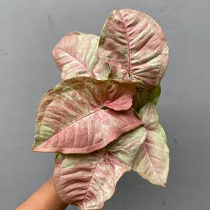 May include: Close-up of a Syngonium plant with large, heart-shaped leaves. The leaves display a striking pattern of pink and green variegation, creating a unique and eye-catching appearance. The plant is set against a neutral gray background.