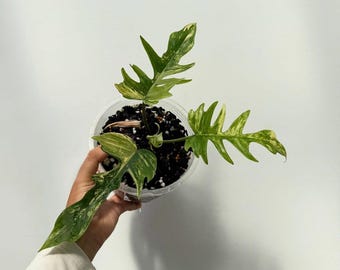Philodendron Florida Beauty X Tortum Flotum Variegated Rare Uniqe