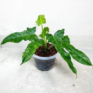 May include: A potted plant with large, variegated green leaves with yellow-green spots. The plant is in a clear plastic pot with a white rim, filled with soil. The background is a plain white wall and a gray floor.