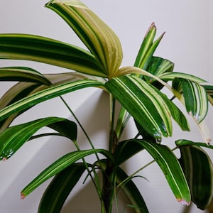 Palm Variegated - Etsy