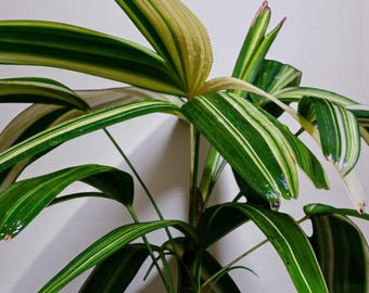 Rhapis exelsa palm variegated lady palm - variegated plant - indoor & outdoor plant aroid tropical house plant new plant