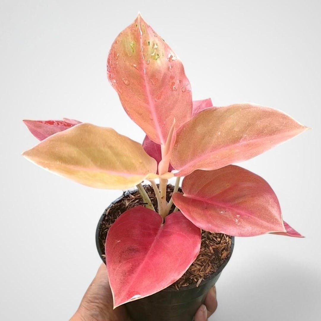 Aglaonema Kochin Brown Rare Plant - Indoor & Outdoor Plant Aroid