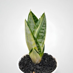 以下が含まれることがあります： 白鉢に入った、緑と黄色の斑入りの葉を持つ小さなサンスベリア。植物は暗い土の中にあります。葉は直立し、尖っており、微妙な模様があります。