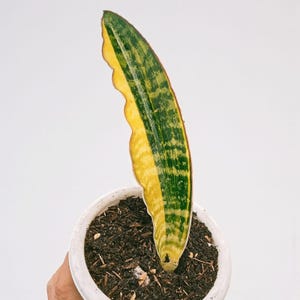 Puede incluir: Una sola hoja de planta de Sansevieria, verde con bordes amarillos, está plantada en una maceta de cerámica blanca llena de tierra. La hoja tiene un borde ondulado y está colocada sobre un fondo blanco liso.