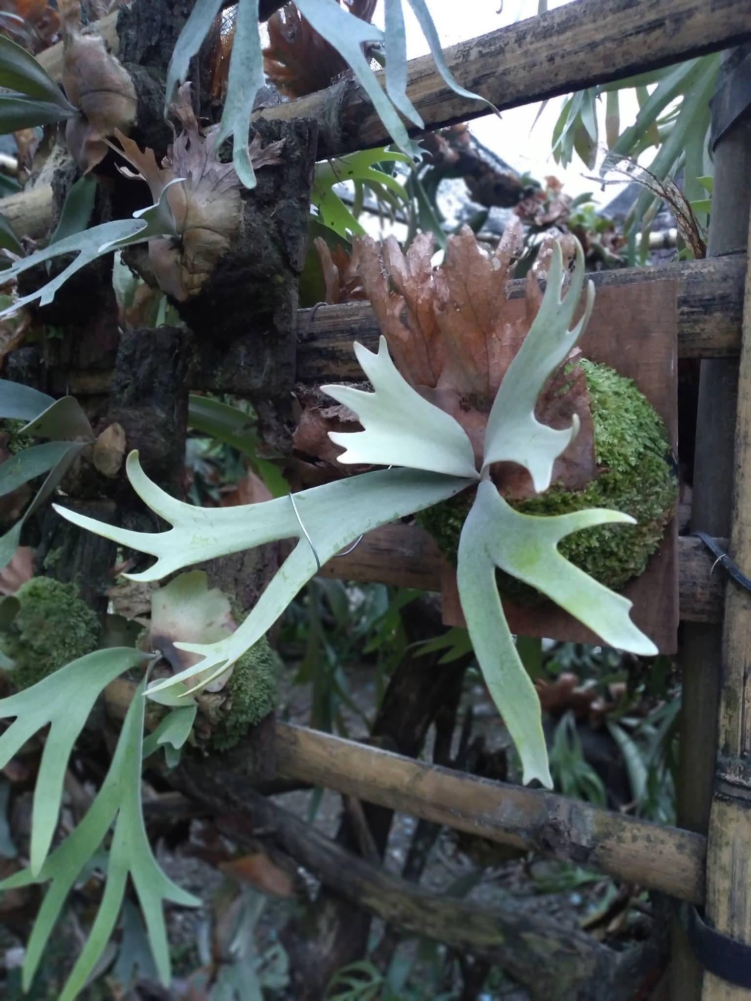 Variegated Platycerium - Etsy
