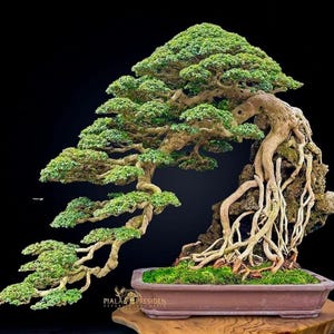 May include: A meticulously crafted bonsai tree with lush green foliage and exposed roots cascading over a rock. The tree is planted in a rectangular brown pot, set against a stark black background. The overall aesthetic is one of natural artistry.