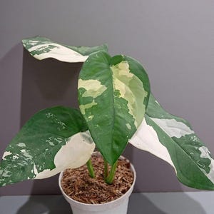 May include: A potted houseplant with large, variegated leaves. The leaves are primarily green with white and cream-colored patches. The plant is in a white pot filled with brown potting mix, set against a gray background.