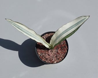 Sansevieria beauty queen snake plant - indoor & outdoor plant aroid tropical house plant new plant