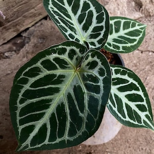 Anthurium king of spades plant - Etsy 日本