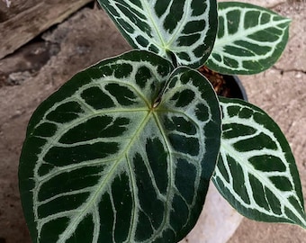 Anthurium RC X Dorayaki X Red Crystallinum 4” - Growers Choice - Etsy