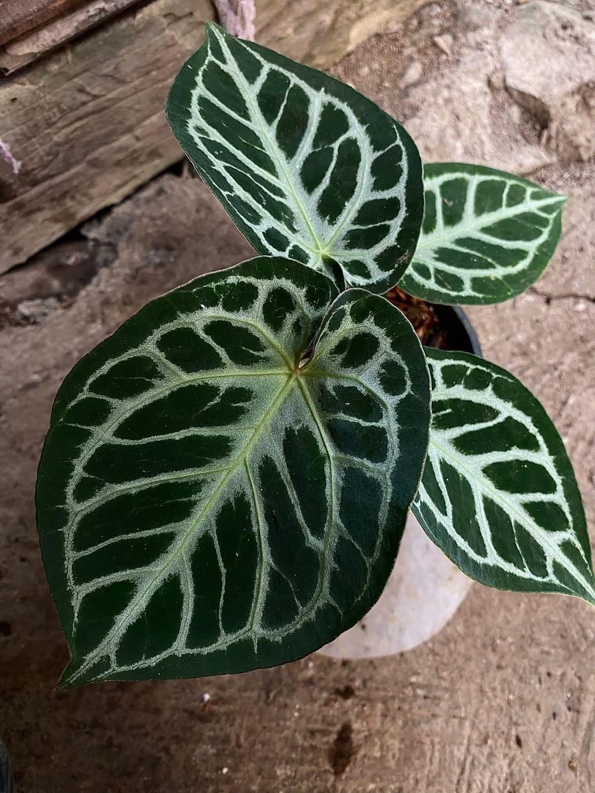 Anthurium king of spades plant - Etsy 日本