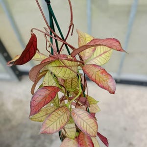 Philodendron Sp Tropicals Variegated - Etsy