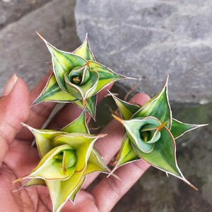 May include: Three small, star-shaped succulents with green and yellow variegated leaves and sharp, pointed tips. The plants are held in a hand, showcasing their unique spiral arrangement and vibrant colors. The leaves have white edges and a reddish-brown outline.