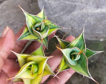 Sansevieria pinguicula, pianta serpente variegata, pianta da interno e da esterno, pianta tropicale da appartamento, nuova pianta