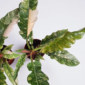 Philodendron ring of fire variegated - Etsy 日本