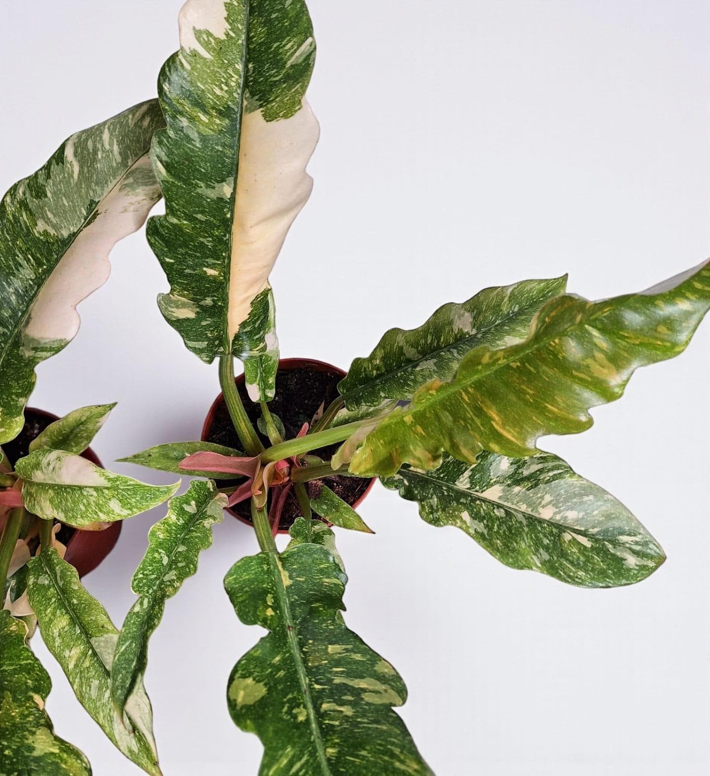 Philodendron Ring of Fire Variegated Plant - Indoor & Outdoor Plant Aroid  Tropical House Plant New Plant - Etsy Israel