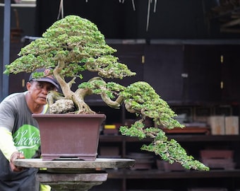 May include: A meticulously crafted bonsai tree with lush green foliage and a gnarled, brown trunk. The tree is planted in a square, brown ceramic pot. The bonsai is displayed on a stone table.