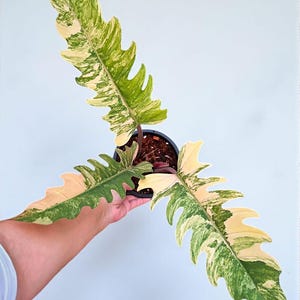 Puede incluir: Una planta en maceta con hojas grandes y abigarradas. Las hojas son una mezcla de verde, crema y amarillo, con un borde único y dentado. La planta está en una maceta negra sobre un fondo azul claro.