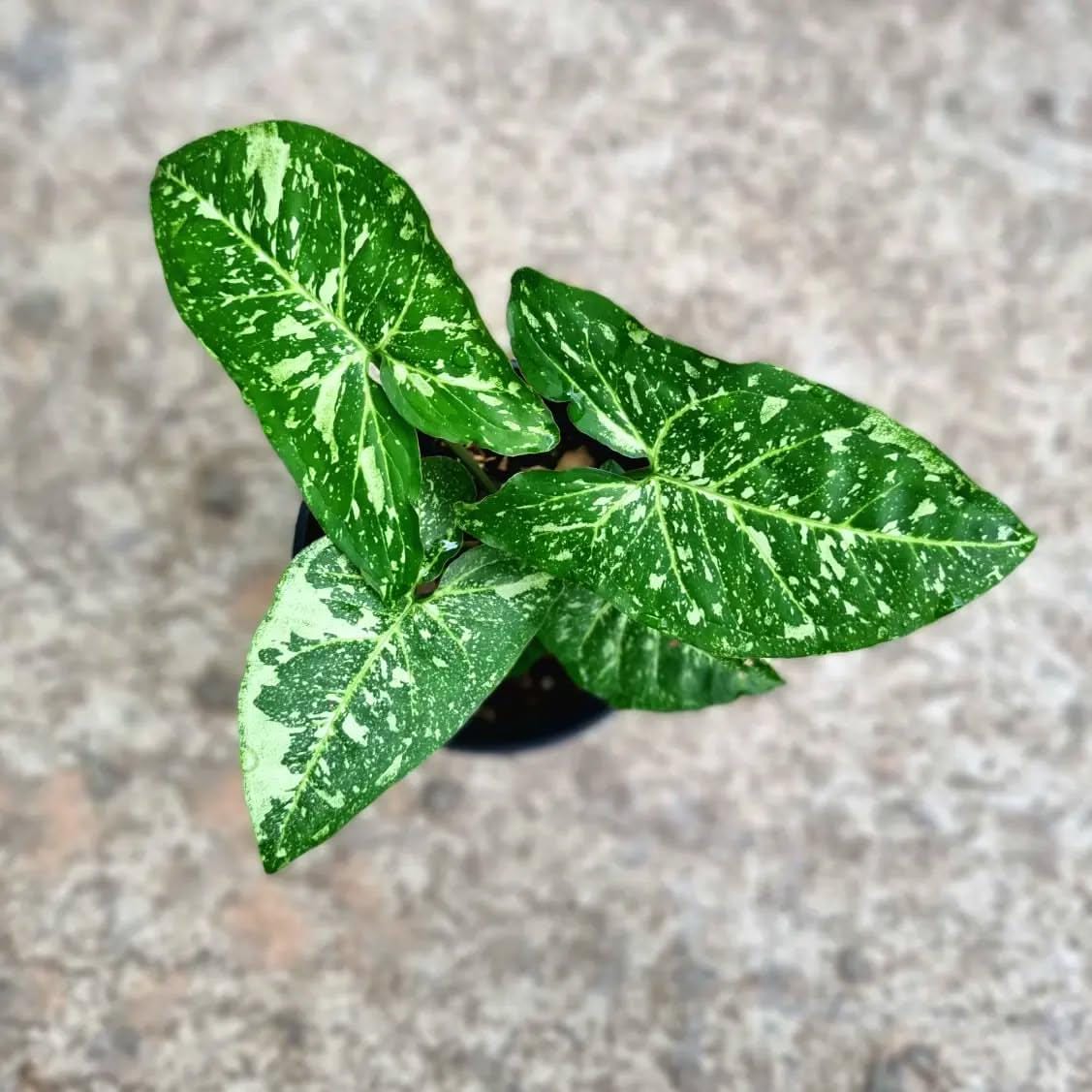 snake plant for sale Snake Plant Laurentii - 10 Inch Pot