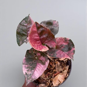 Puede incluir: Una planta de Syngonium en maceta con hojas abigarradas de color rosa y verde vibrantes. Las hojas muestran una mezcla de colores, incluyendo rosa intenso, rosa claro y verde. La planta está en una maceta negra llena de virutas de madera, sobre un fondo verde claro.