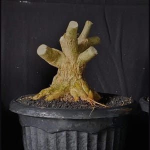 Könnte beinhalten: Ein Bonsai-Baum mit einem strukturierten, hellbraunen Stamm und Ästen, gepflanzt in einem schwarzen, gerippten Topf. Der Baum wurde beschnitten, wobei mehrere abgeschnittene Äste sichtbar sind. Der Boden ist mit dunklen, kleinen Kieselsteinen bedeckt.