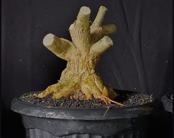 buy pineapple plant online Pineapple Plant main image 0