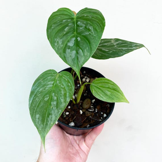 Philodendron Majestic - Indoor & Outdoor Plant Aroid Tropical House Plant  New Plant - Etsy