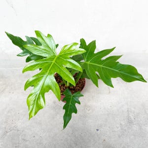 May include: A vibrant green Philodendron plant in a small brown pot. The plant features large, deeply lobed leaves with a glossy texture. The leaves are a bright, healthy green color, and the plant is set against a neutral background.