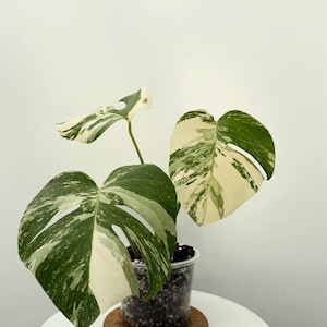 以下が含まれることがあります： 緑と白の葉を持つ、モンステラの鉢植え。透明なプラスチックの鉢に入っており、丸いコルクのコースターの上に置かれています。背景は白い壁です。