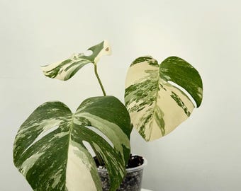 Monstera albo variegada branca Tiger - planta de interior e exterior, planta tropical arácea, nova planta