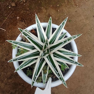 Plante d'agave serpent rino blanc - plante d'intérieur et d'extérieur plante d'intérieur tropicale aroïde nouvelle plante