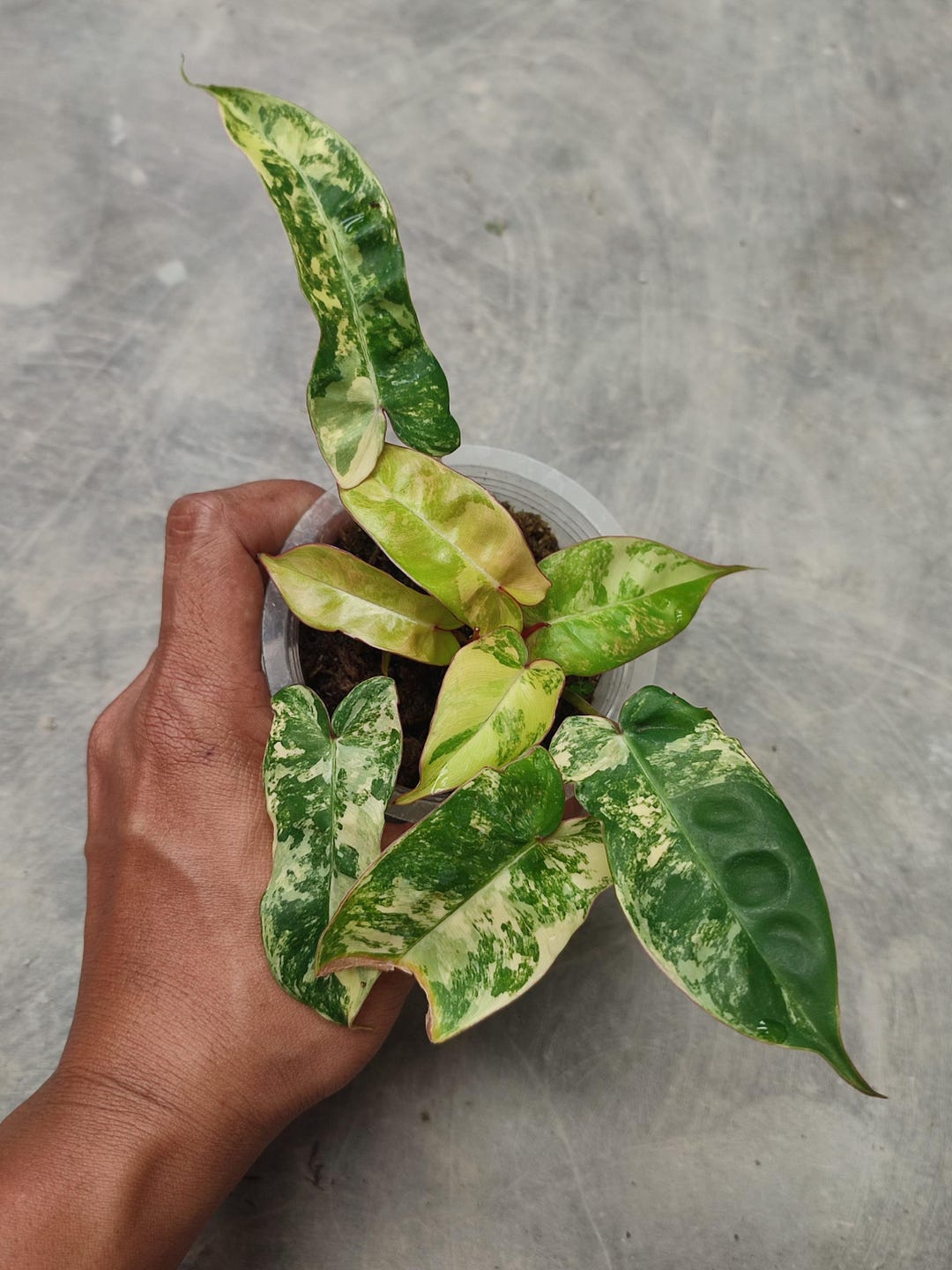 prosta plant von vitalplant Prosta Plant kaufen