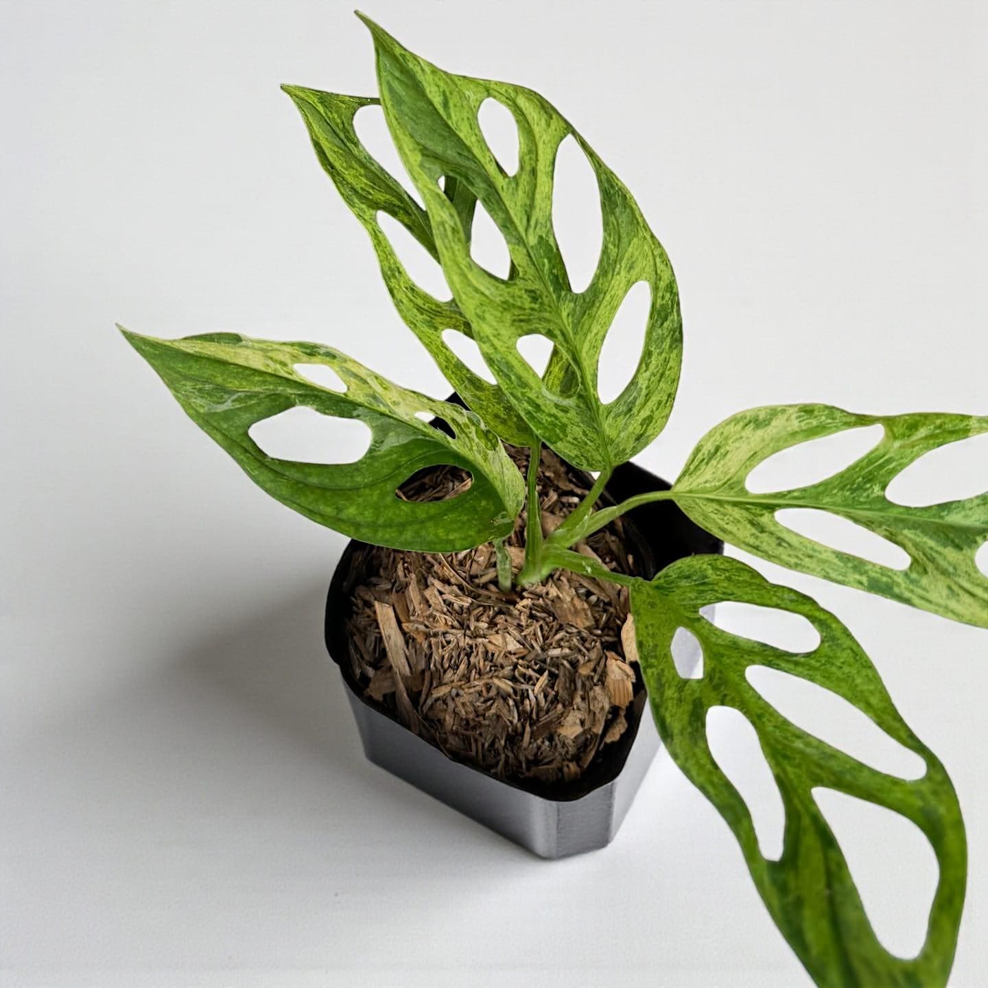 Monstera mint - Etsy 日本