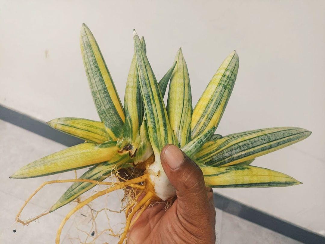 Boncel Sansevieria Boncel Variegated Snake Plant - Indoor & Outdoor Plant ...
