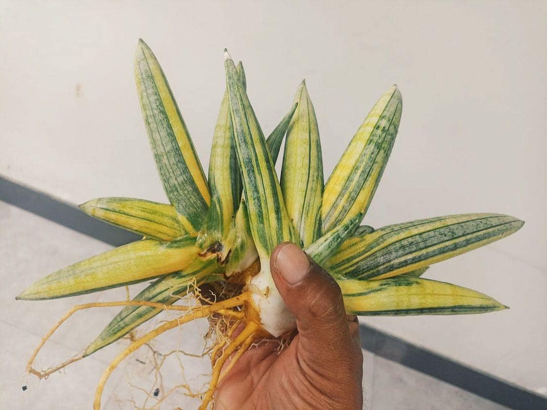sansevieria boncel Sansevieria 'Bonji'