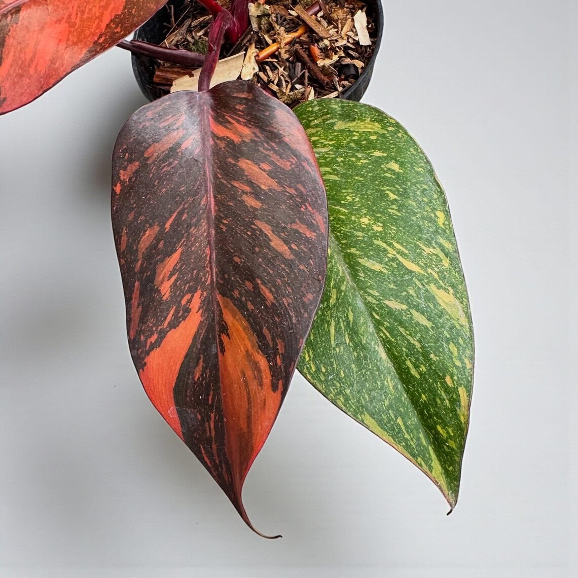 Philodendron Orange Princess Galaxy Variegated - Indoor & Outdoor Plant ...