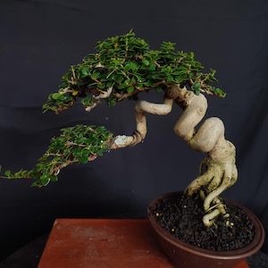 Premna Microphylla Bonsai Tree – natural shohin Style  new bonsai