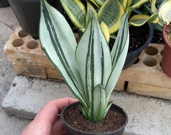 Sansevieria Splash Rose Snake Plant - Indoor & Outdoor Plant Aroid
