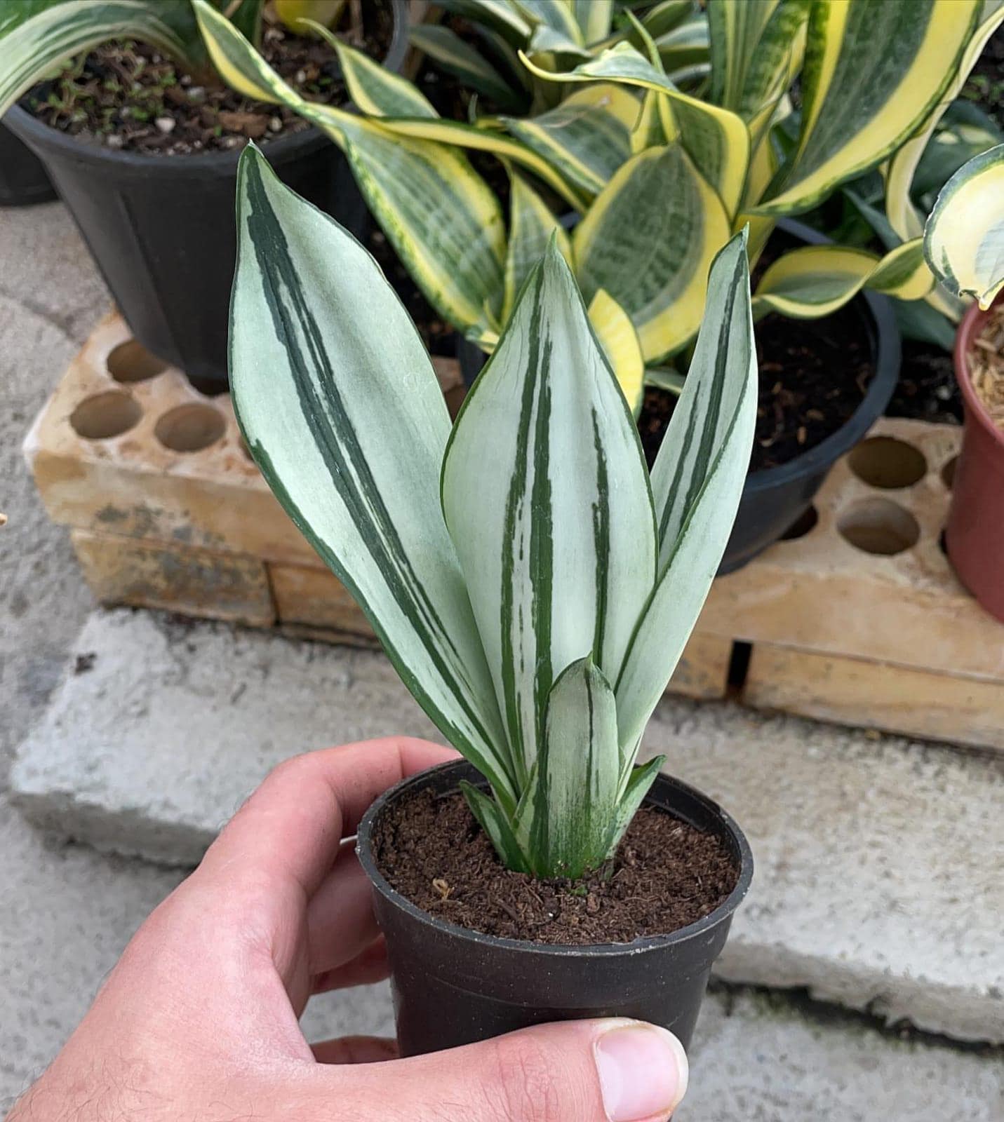 Sansevieria whitney - Etsy 日本