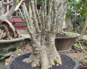Carácter de Adenium arabicum - Adenium bonsai tree obesum arabicum solmalen godji rcn