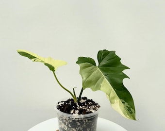 Philodendron golden dragon variegater (2blättrig) Zimmerpflanze Aroid Tropen Zimmerpflanze Neue Pflanze
