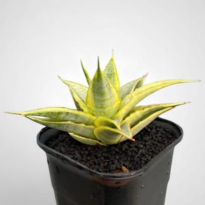 Plante serpent panachée de céleri doux Sansevieria - plante d'intérieur et d'extérieur plante d'intérieur tropicale aroïde nouvelle plante