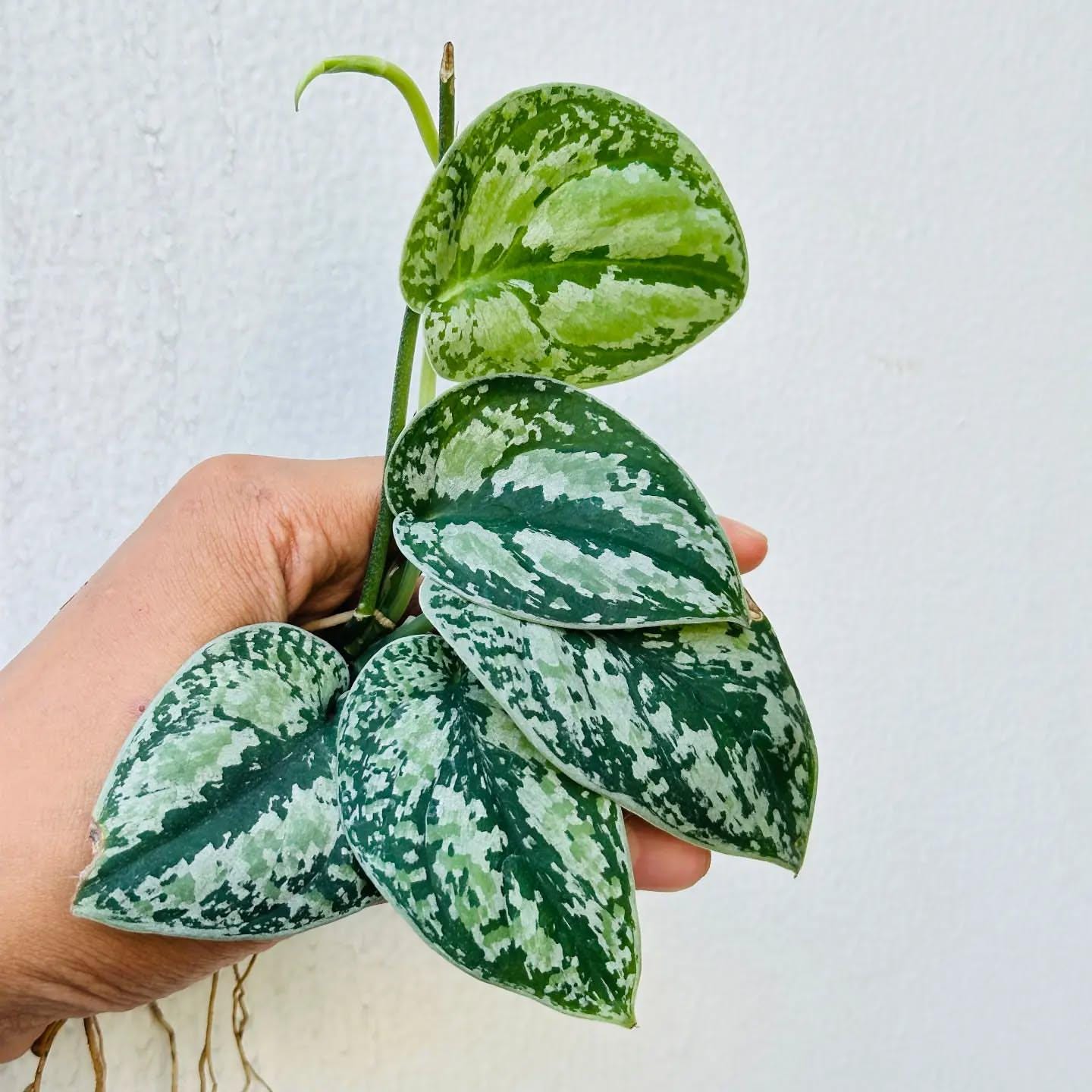 Scindapsus borneo - Etsy 日本