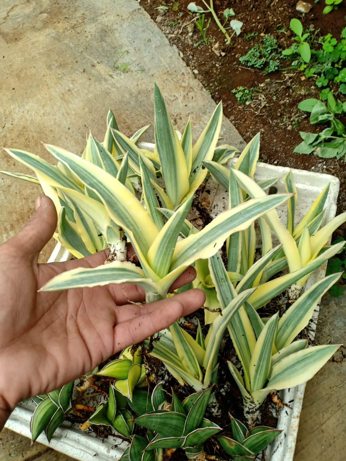 Sansevieria Katana Variegated Snake Plant - Indoor & Outdoor Plant