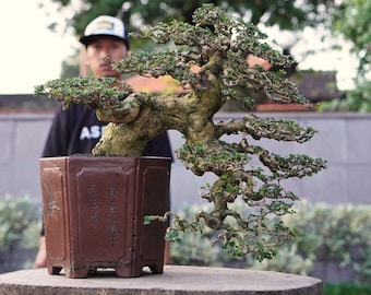 May include: A meticulously crafted bonsai tree with a gnarled trunk and lush green foliage, displayed in a square, brown ceramic pot. The tree's branches extend gracefully, creating an artistic silhouette. The pot has decorative carvings and text.