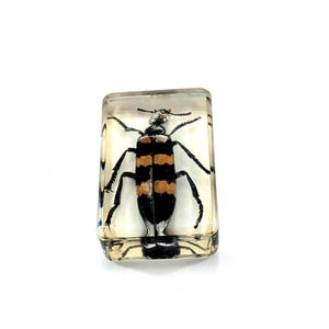 May include: A rectangular resin block encasing a preserved insect. The insect has a black body with orange stripes and black legs and antennae. The resin block is clear, allowing full visibility of the insect.