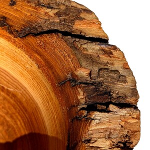 K&ouml;nnte beinhalten: Nahaufnahme eines Querschnitts eines Baumstamms, der die nat&uuml;rliche Holzmaserung und -struktur zeigt. Das Holz weist warme Braun- und Oranget&ouml;ne auf, mit sichtbaren Jahresringen und einem rauen Rindenrand. Das Bild hebt die organischen Muster und Details des Holzes hervor.