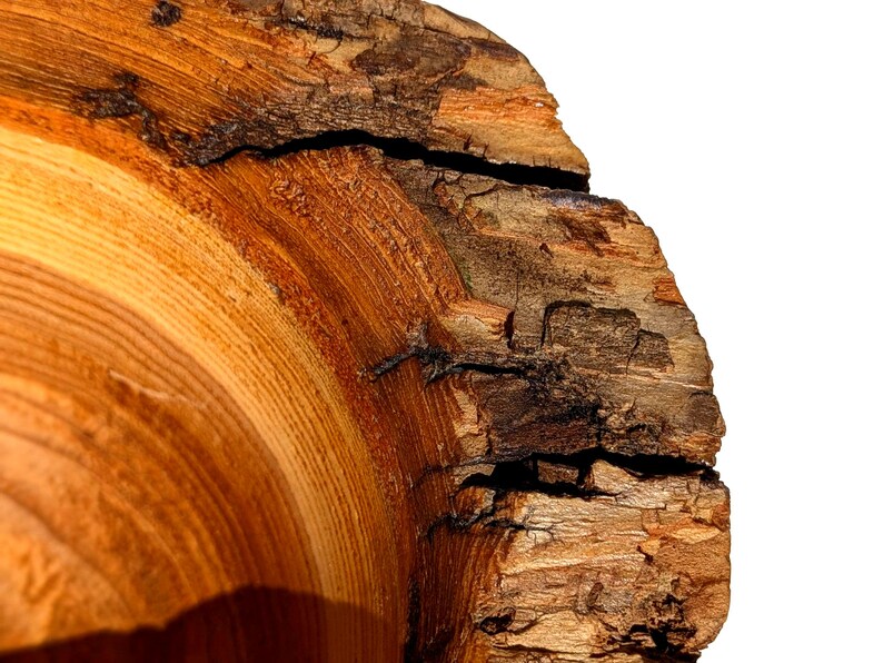 K&ouml;nnte beinhalten: Nahaufnahme eines Querschnitts eines Baumstamms, der die nat&uuml;rliche Holzmaserung und -struktur zeigt. Das Holz weist warme Braun- und Oranget&ouml;ne auf, mit sichtbaren Jahresringen und einem rauen Rindenrand. Das Bild hebt die organischen Muster und Details des Holzes hervor.