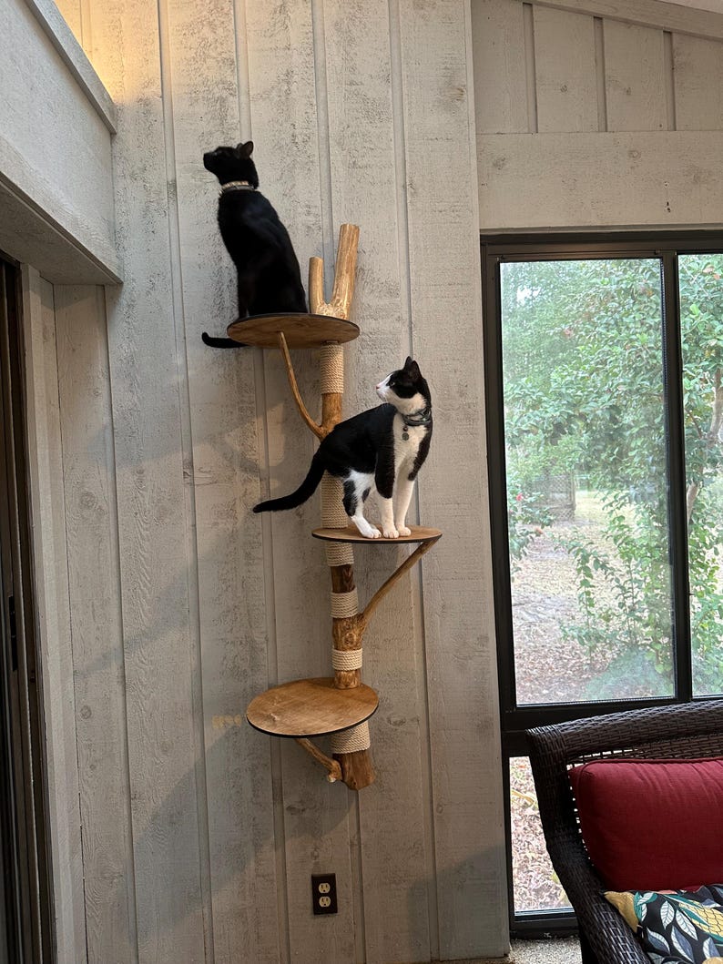 May include: A multi-level cat tree with two cats. The cat tree has wooden platforms, natural wood branches, and rope-wrapped posts. One black cat sits on the top level, and a black and white cat is on the middle level. The cat tree is mounted on a light gray wall.