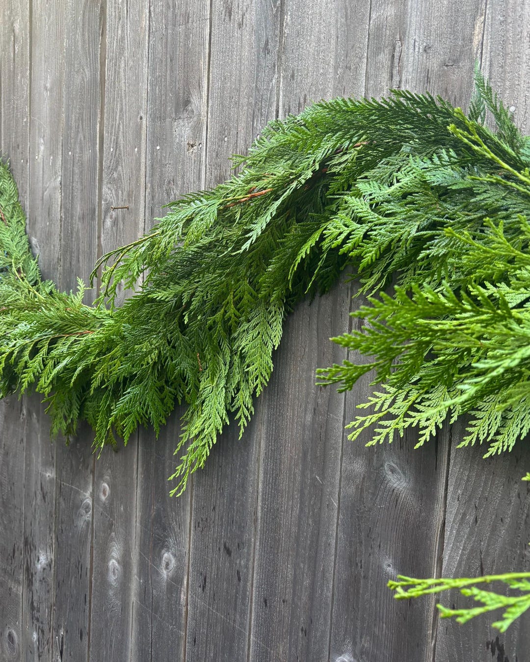 Fresh Western Red Cedar Holiday Garland, Aromatic Woodland Decor ...